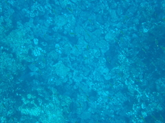 Scarus rubroviolaceus