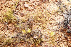 Aspalathus retroflexa retroflexa