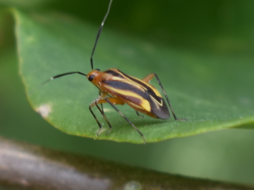 Horciasinus nordicus · iNaturalist