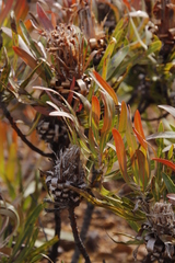 Protea burchellii × lepidocarpodendron