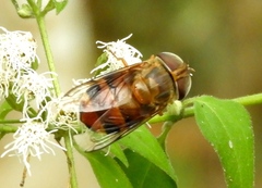 Copestylum macrocephalum