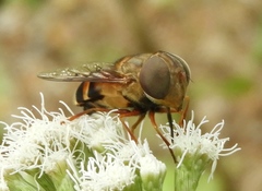 Copestylum macrocephalum