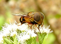 Copestylum macrocephalum