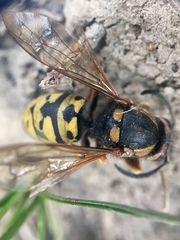 Vespula atropilosa