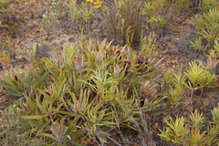 Protea burchellii × lepidocarpodendron