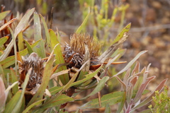 Protea burchellii × lepidocarpodendron