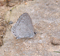 Celastrina neglectamajor
