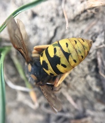 Vespula atropilosa