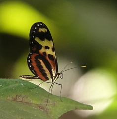 Mechanitis polymnia caucaensis