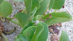 Heliastus sumichrasti