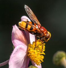 Volucella zonaria