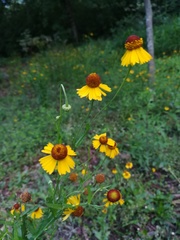 Helenium amphibolum