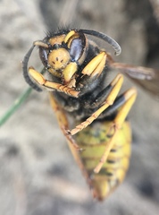 Vespula atropilosa