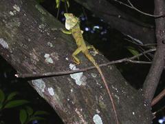 Calotes liolepis