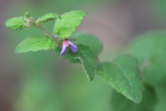 Tremandra stelligera