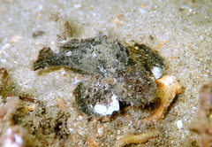 Cocotropus microps
