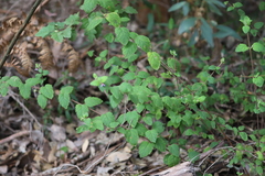 Tremandra stelligera