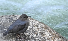 Cinclus mexicanus unicolor