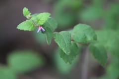 Tremandra stelligera