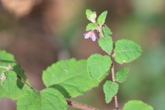 Tremandra stelligera