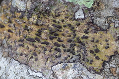 Bathelium carolinianum