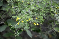 Caragana arborescens