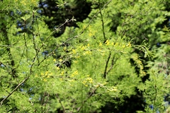 Caragana arborescens