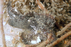 Cocotropus microps