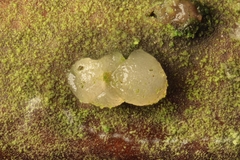 Tremella globispora