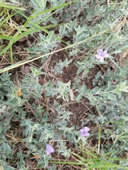 Dyschoriste crenulata