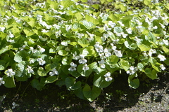Viola alba