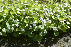 Viola alba