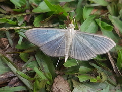 Poliobotys ablactalis