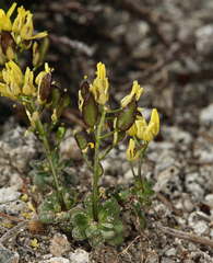 Draba asterophora asterophora
