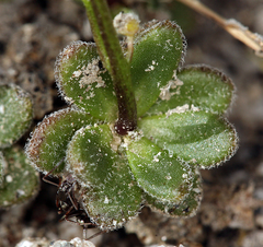 Draba asterophora asterophora