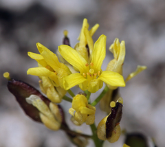 Draba asterophora asterophora