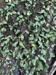 Microgramma heterophylla