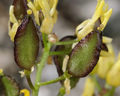 Draba asterophora asterophora