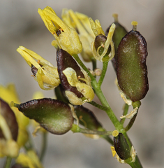 Draba asterophora asterophora