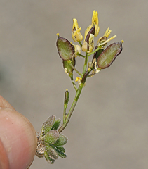 Draba asterophora asterophora