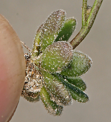 Draba asterophora asterophora