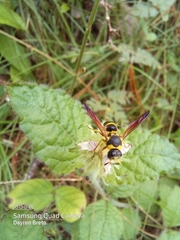 Pachodynerus cubensis