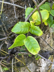 Malpighia woodburyana
