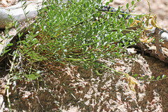 Astragalus beckwithii