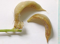 Astragalus beckwithii