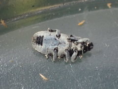 Trichobaris compacta