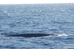 Balaenoptera physalus