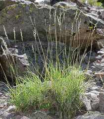 Festuca kingii