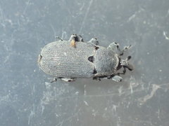 Trichobaris compacta