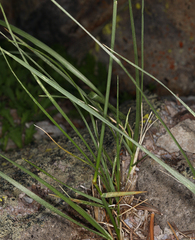Festuca kingii